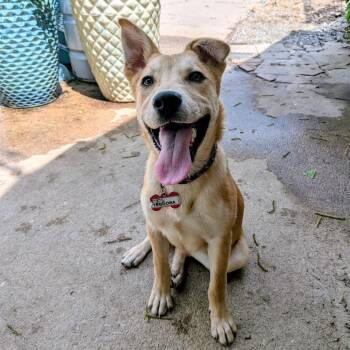 Shepherd Dogs Available for Adoption in Wake Forest, North Carolina - Teodora | PetCurious