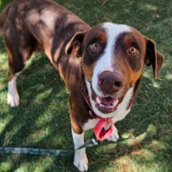Fred -  Border Collie and Mixed Breed Dog for Adoption in Fort Collins, Colorado - Fred | PetCurious
