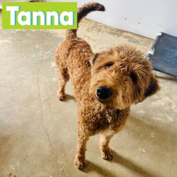 Standard Poodle Dogs Available for Adoption in Brownsboro, Alabama - Tanna | PetCurious