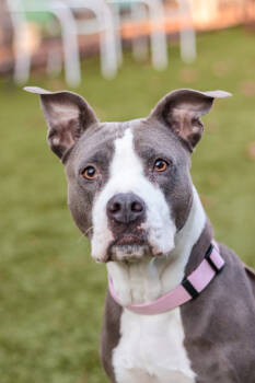 Rescue American Staffordshire Terrier Dogs for Adoption in Raleigh, North Carolina - Yidu | PetCurious