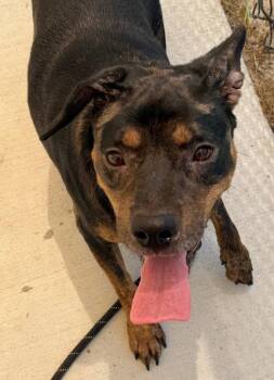26-340 Vanna -  Labrador Retriever Dog for Adoption in Tarboro, North Carolina - 26-340 Vanna | PetCurious