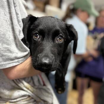 Labrador Retriever Dogs Available for Adoption in Columbia, South Carolina - Sir Nicholas | PetCurious