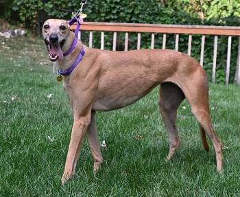 Jingle -  Greyhound Dog for Adoption in Minneapolis, Minnesota - Jingle | PetCurious