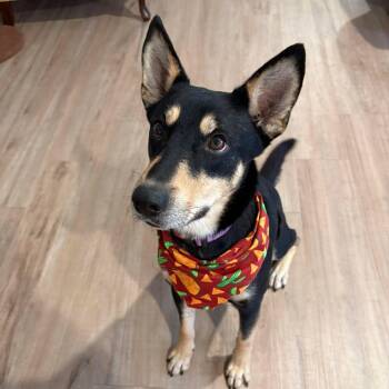 Amani -  Husky and Cattle Dog Dog for Adoption in Baytown, Texas - Amani | PetCurious