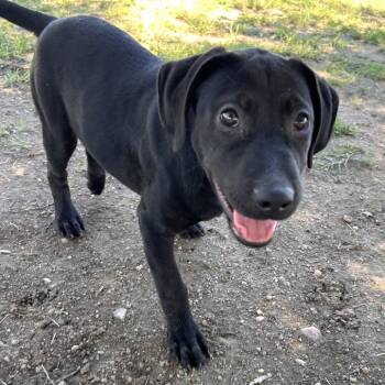 Frankie -  Black Labrador Retriever Dog for Adoption in Buchanan Dam, Texas - Frankie | PetCurious