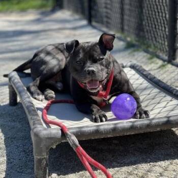 Pit Bull Terrier Dogs Available for Adoption in Philadelphia, Pennsylvania - Aiden | PetCurious