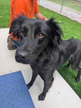 Ada -  Flat Coated Retriever Dog for Adoption in Chesapeake, Virginia - Ada | PetCurious