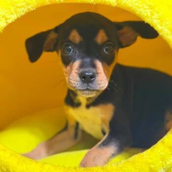 Zanie -  Mixed Breed Dog for Adoption in Fredericksburg, Virginia - Zanie | PetCurious