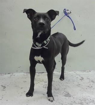 Staffordshire Bull Terrier and Mixed Breed Dogs Available for Adoption - CRUISE | PetCurious