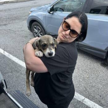 Eleanor -  Mixed Breed Dog for Adoption in Christiansburg, Virginia - Eleanor | PetCurious