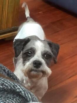 GRIFFIN -  Schnoodle and Shih Tzu Dog for Adoption in Lexington, Kentucky - GRIFFIN | PetCurious