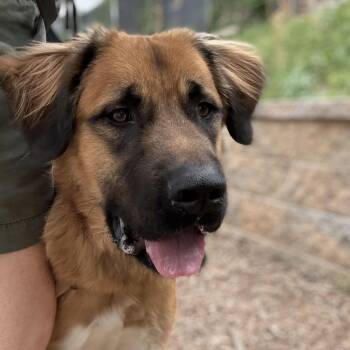 Titan -  Great Pyrenees and Mixed Breed Dog for Adoption in Falls Church, Virginia - Titan | PetCurious