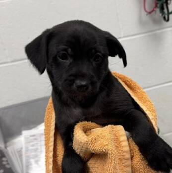Shaggy -  Mixed Breed Dog for Adoption in Kansas City, Missouri - Shaggy | PetCurious