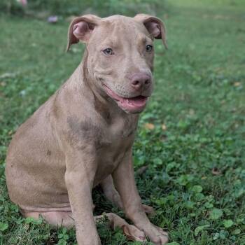 Harvey -  Labrador Retriever Dog for Adoption in Williston, Vermont - Harvey | PetCurious