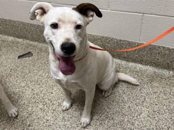BELL -  Pit Bull Terrier and Mixed Breed Dog for Adoption in Colorado Springs, Colorado - BELL | PetCurious