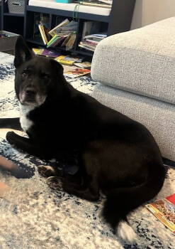 Rescue Labrador Retriever and Shepherd Dogs for Adoption in Locust Grove, Georgia - Kristoff | PetCurious