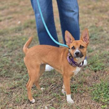 Lydia JuM -  Terrier and Mixed Breed Dog for Adoption in Austin, Texas - Lydia JuM | PetCurious