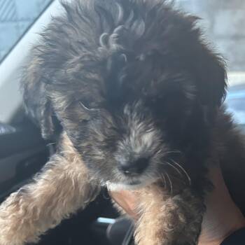 Labradoodle and Chihuahua Dogs Available for Adoption in New York, New York - SHEIN (In NY) | PetCurious