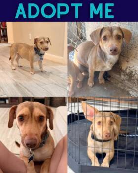 Ollie -  Dachshund and Beagle Dog for Adoption in Boulder, Colorado - Ollie | PetCurious