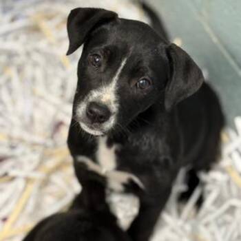 Black Labrador Retriever and Mixed Breed Dogs Available for Adoption in Eastford, Connecticut - NY Miley Avail Apr 18 (Tractor Supply Pattterson NY) | PetCurious