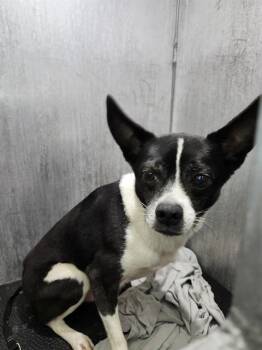 A812939 -  Terrier Dog for Adoption in San Antonio, Texas - A812939 | PetCurious