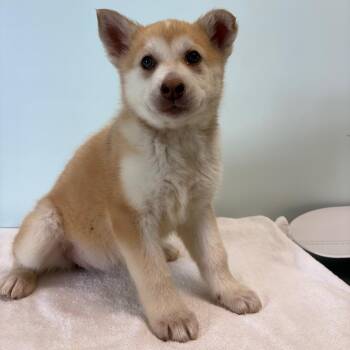 Husky Dogs Available for Adoption in Clavet, Saskatchewan - Sandie | PetCurious