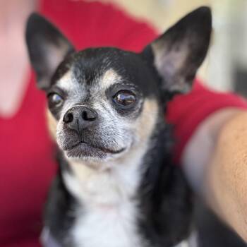 Chihuahua Dogs Available for Adoption in Ridgefield, Washington - Mr. Nugget Axl | PetCurious