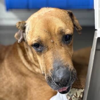 Terrier Dogs Available for Adoption - Reba | PetCurious