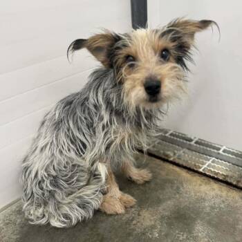 Mixed Breed Dogs Available for Adoption - Jasper | PetCurious