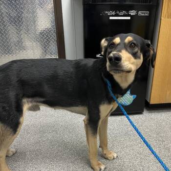 Mark -  Rottweiler and Shepherd Dog for Adoption in Durango, Colorado - Mark | PetCurious