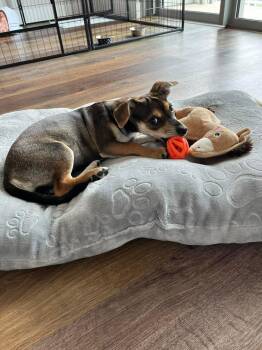 Dachshund and Terrier Dogs Available for Adoption in Saugus, Massachusetts - Cricket Valley | PetCurious