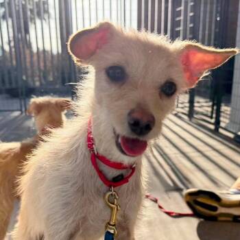 Joy -  Wirehaired Terrier Dog for Adoption in Palm Springs, California - Joy | PetCurious