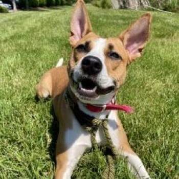 Maple Syrup -  Basenji Dog for Adoption in Matteson, Illinois - Maple Syrup | PetCurious
