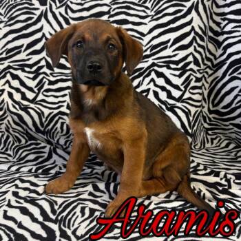 Aremis -  Pit Bull Terrier and Australian Cattle Dog Blue Heeler Dog for Adoption in Hillsboro, Ohio - Aremis | PetCurious