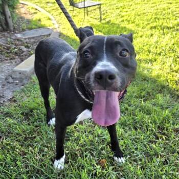 SULLY -  Pit Bull Terrier and Mixed Breed Dog for Adoption in Long Beach, California - SULLY | PetCurious