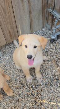 Sourdough -  Shepherd Dog for Adoption in Estherville, Iowa - Sourdough | PetCurious