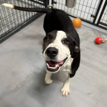 Rescue Dalmatian and Black Labrador Retriever Dogs for Adoption in Lampasas, Texas - Bailey | PetCurious