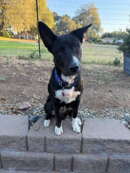 26Jersey Mikes -  Border Collie Dog for Adoption in Shingle Springs, California - 26Jersey Mikes | PetCurious