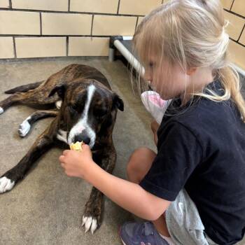 Chocolate -  Mixed Breed Dog for Adoption in Edwardsville, Illinois - Chocolate | PetCurious