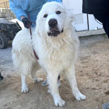 Great Pyrenees Dogs Available for Adoption - Joseph 5454 | PetCurious