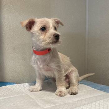 IVHS-Stray-142036 -  Terrier Dog for Adoption in San Gabriel, California - IVHS-Stray-142036 | PetCurious