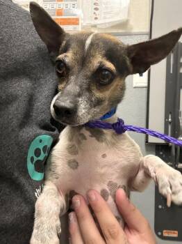 Chihuahua Dogs Available for Adoption in Las Vegas, Nevada - CHAZ | PetCurious