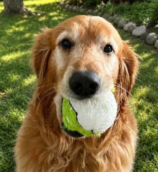 Golden Retriever Dogs Available for Adoption in Bath, Ohio - Charlie | PetCurious