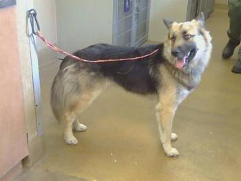 THEO -  German Shepherd Dog Dog for Adoption in Sacramento, California - THEO | PetCurious