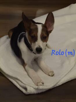 Mixed Breed and Border Collie Dogs Available for Adoption - Rolo | PetCurious