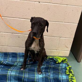 Brooklyn -  Mixed Breed Dog for Adoption in Memphis, Tennessee - Brooklyn | PetCurious