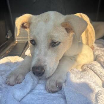 Retriever Dogs Available for Adoption - Henry | PetCurious