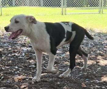 Tortellini -  Pit Bull Terrier Dog for Adoption in Mobile, Alabama - Tortellini | PetCurious
