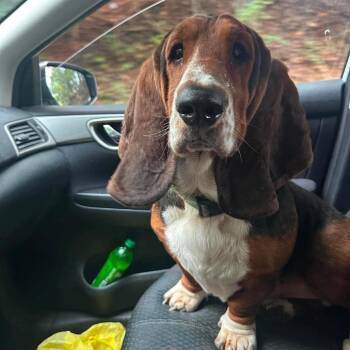 Texier -  Basset Hound Dog for Adoption in Fredericksburg, Virginia - Texier | PetCurious