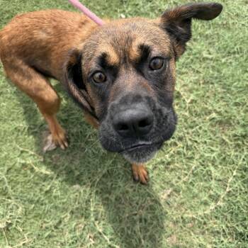 Ben -  Boxer Dog for Adoption in Albemarle, North Carolina - Ben | PetCurious